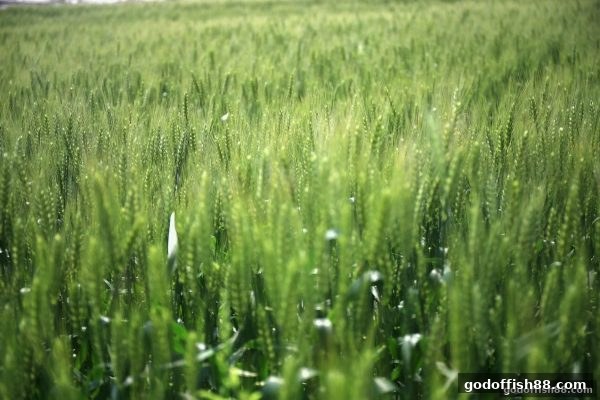 财神捕鱼带你深入理解电子游艺游戏奖励机制与苹果端设计精髓