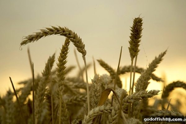 财神捕鱼启示：历史数据如何影响中奖机会？数字游戏规律深度剖析